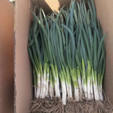 菏泽分葱马上上市加工厂市场供应充足