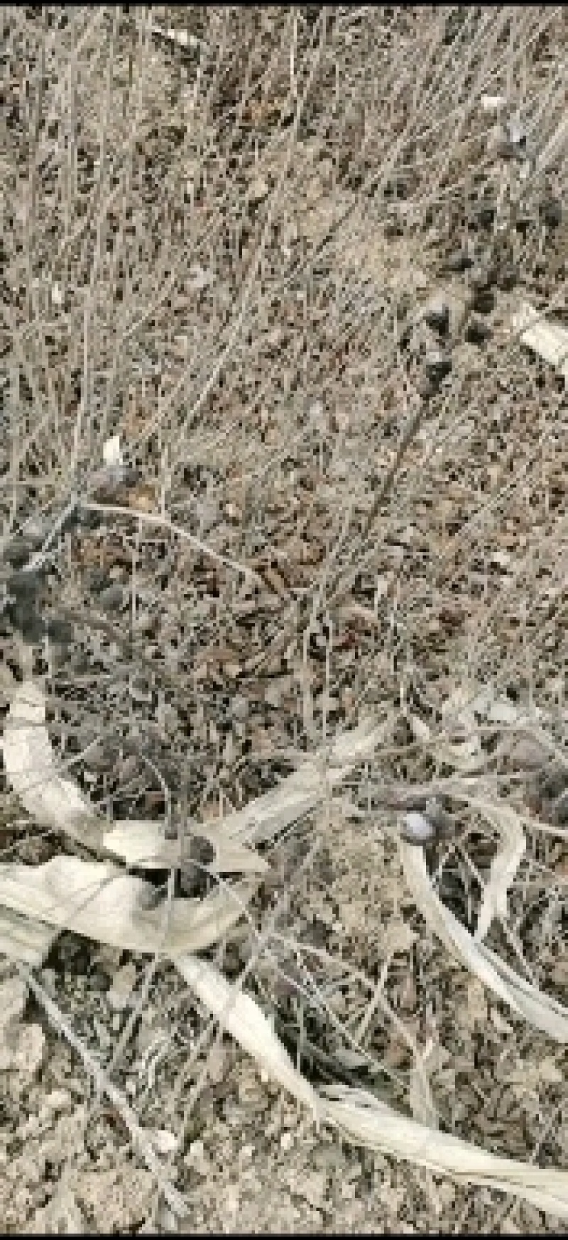 供应优质紫穗槐一年紫穗槐二年紫穗槐三年紫穗槐