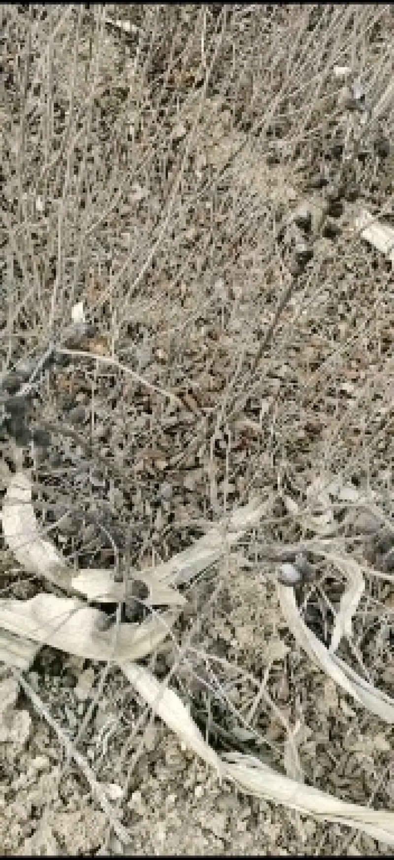 供应优质紫穗槐一年紫穗槐二年紫穗槐三年紫穗槐