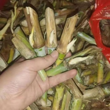 现坎，200节送30节，巨菌草种节牛羊猪营养高多年生
