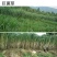 现坎，200节送30节，巨菌草种节牛羊猪营养高多年生