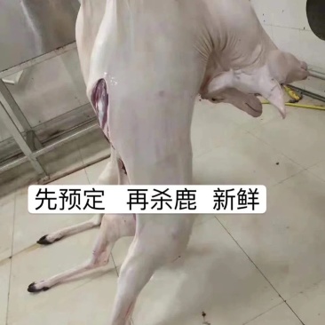 双阳鹿乡鹿肉白条整只去毛30斤至170斤冷链发货