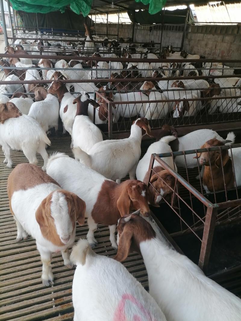 波尔山羊种羊，羊羔30~50斤/头也有头胎怀孕的价格低