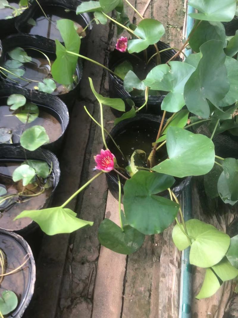 绿化用睡莲盆栽苗，品种睡莲盆栽，坤盛水生植物基地现货