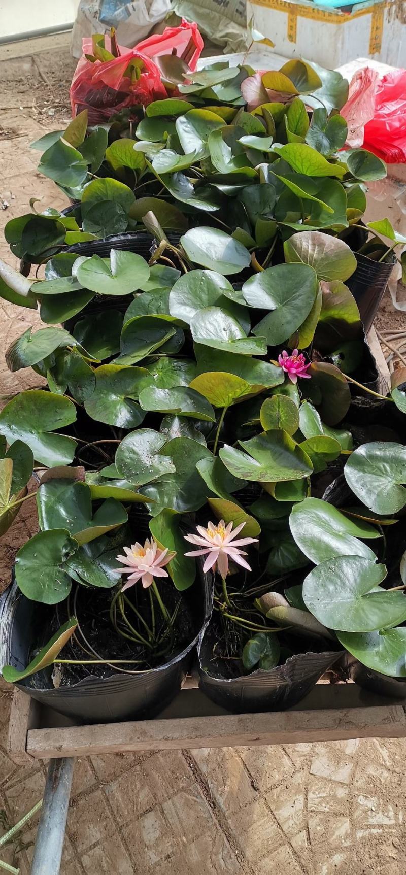 绿化用睡莲盆栽苗，品种睡莲盆栽，坤盛水生植物基地现货