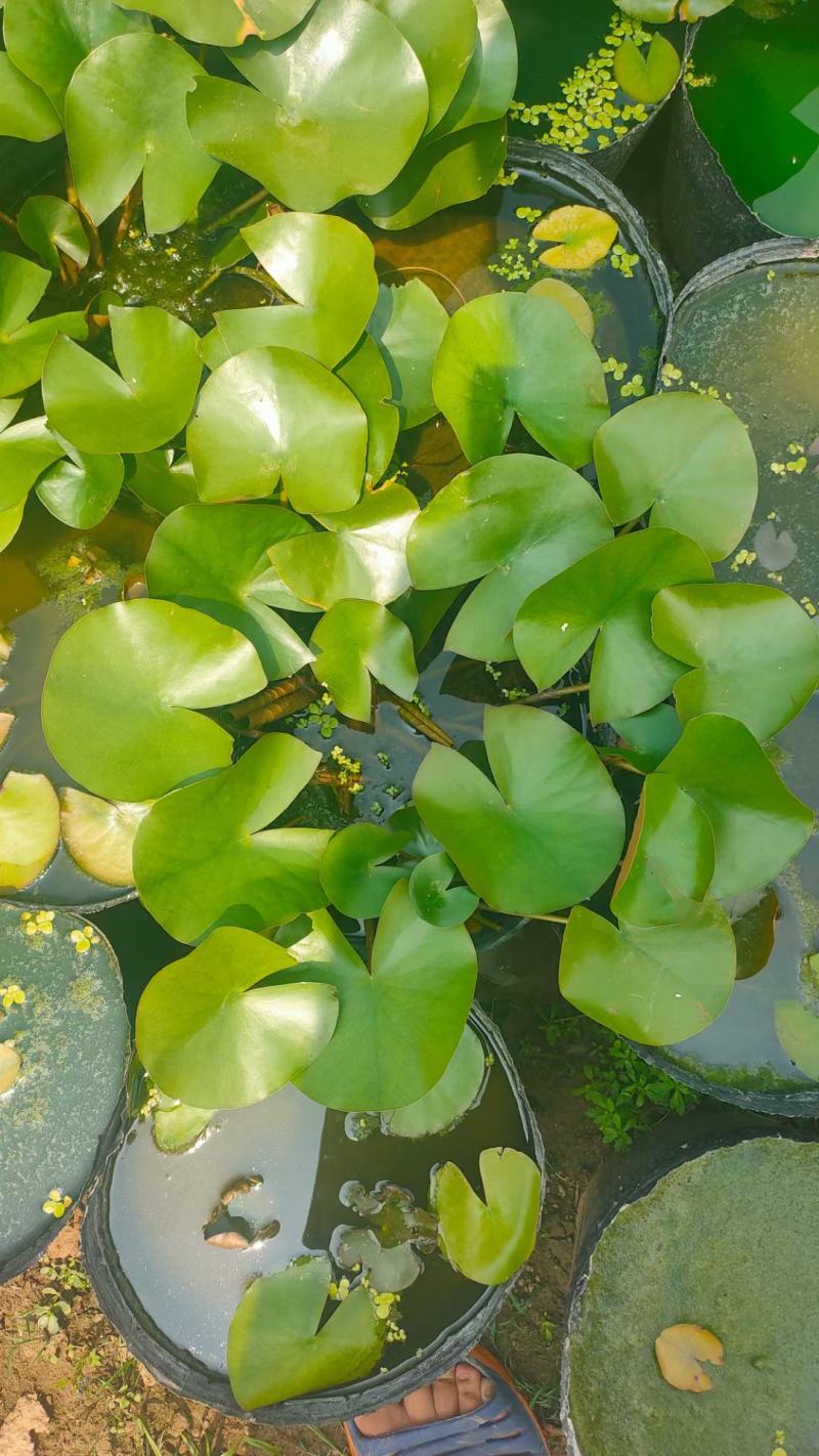 绿化用睡莲盆栽苗，品种睡莲盆栽，坤盛水生植物基地现货