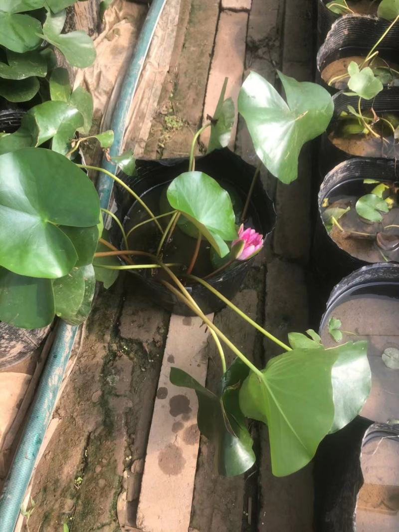 绿化用睡莲盆栽苗，品种睡莲盆栽，坤盛水生植物基地现货