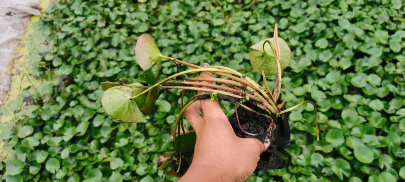 绿化用睡莲盆栽苗，品种睡莲盆栽，坤盛水生植物基地现货
