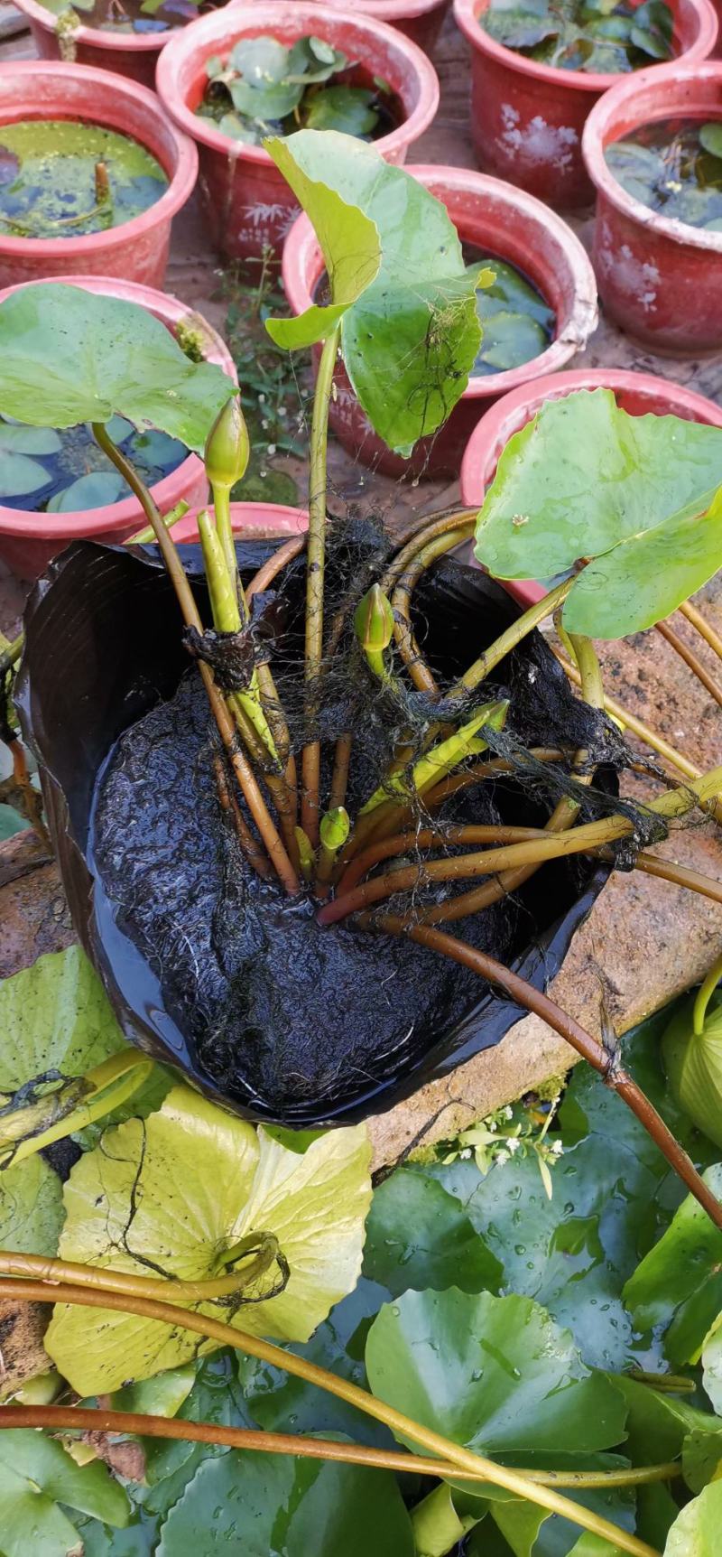 绿化用睡莲盆栽苗，品种睡莲盆栽，坤盛水生植物基地现货