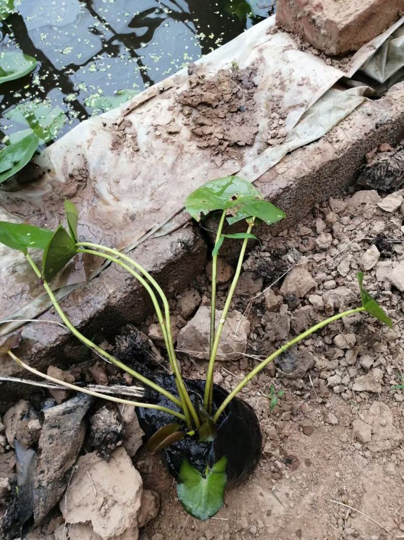 绿化用睡莲盆栽苗，品种睡莲盆栽，坤盛水生植物基地现货