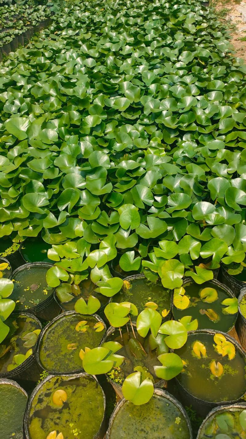 绿化用睡莲盆栽苗，品种睡莲盆栽，坤盛水生植物基地现货