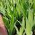 蓝花鸢尾营养钵苗，地栽苗，黄花鸢尾，基地批发