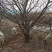 供应优质山桃三公分五公分六公分八公分十公分