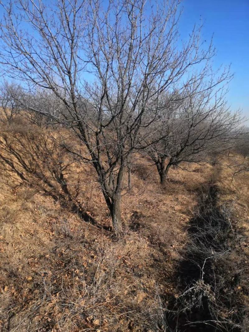 供应优质山桃三公分五公分六公分八公分十公分