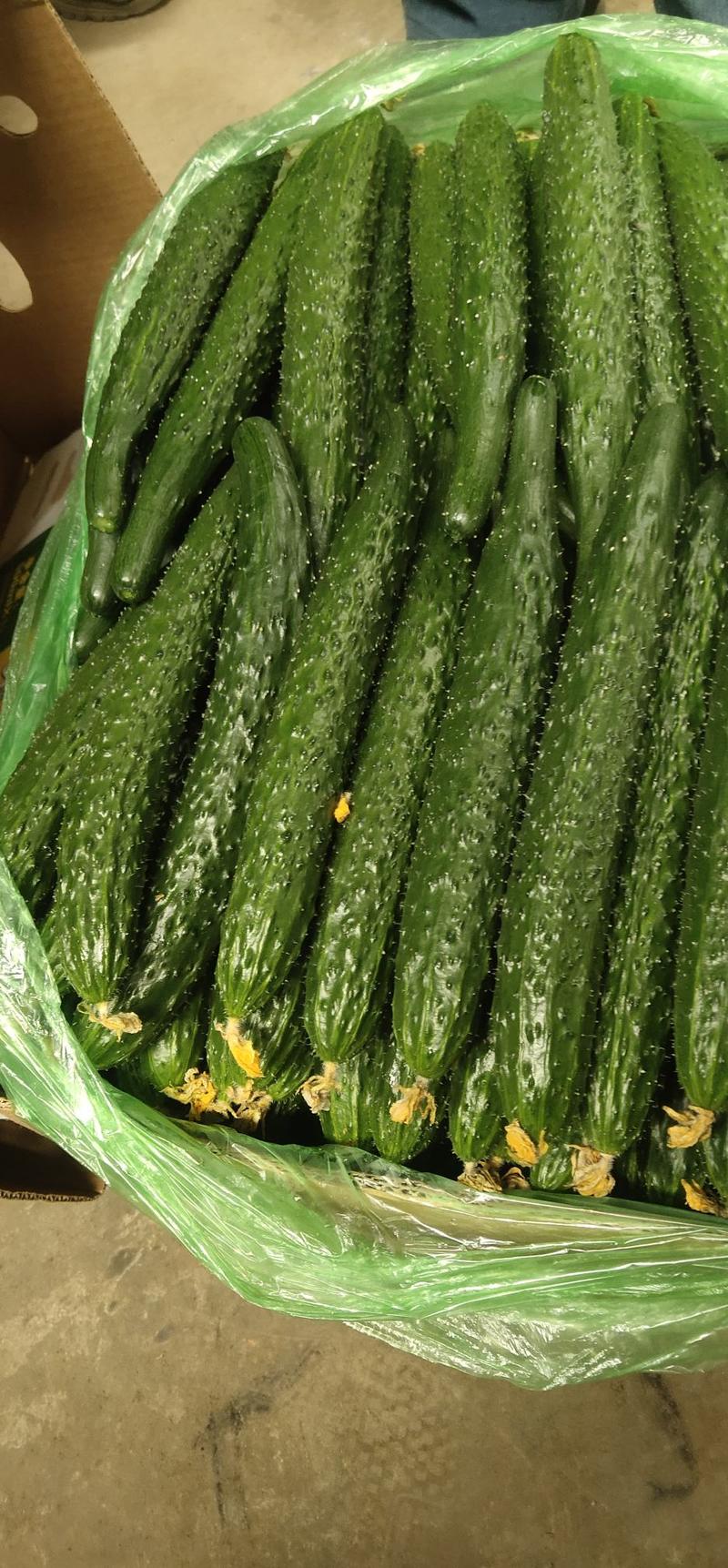 密刺黄瓜，量大品优，电商，超市，批发绿瓢黄瓜口感好