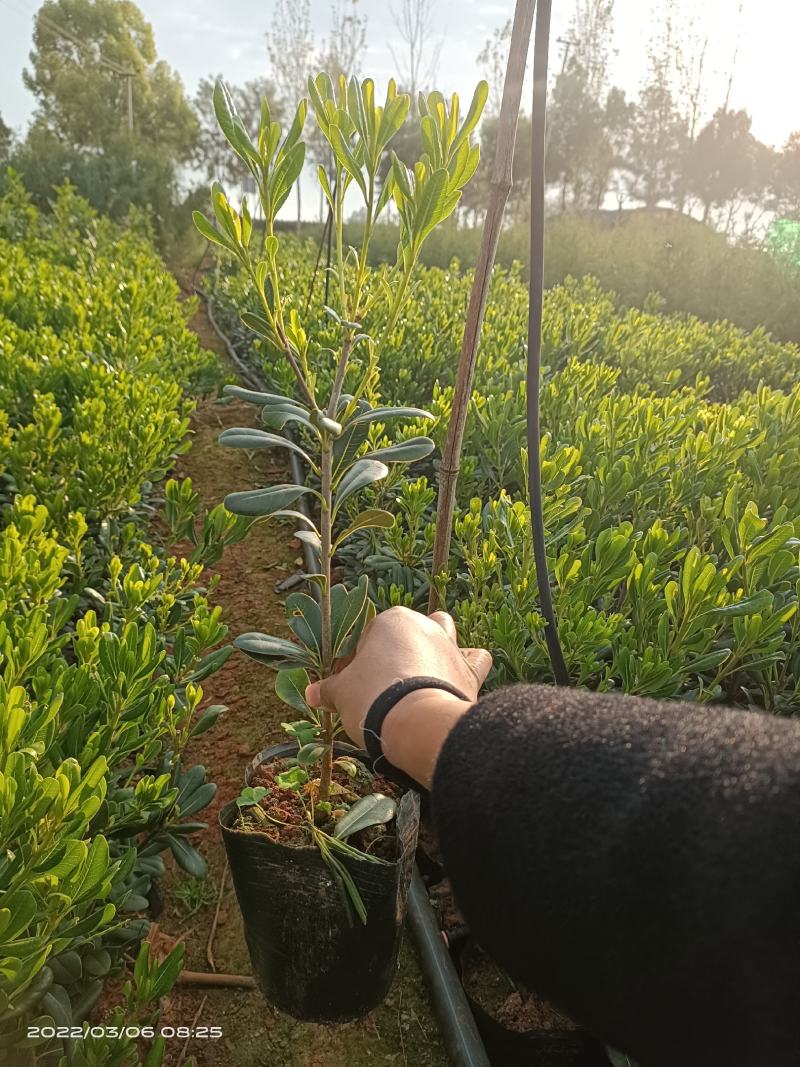 小叶海桐