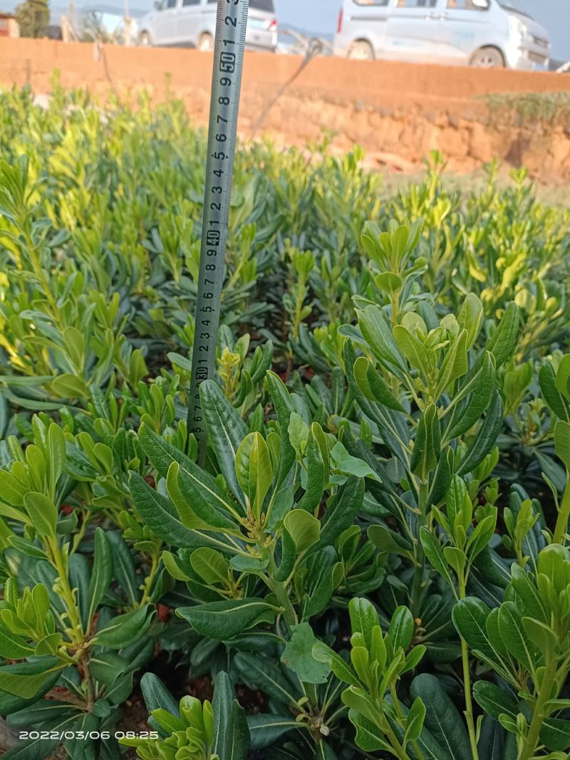 小叶海桐