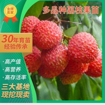 荔枝树苗仙进奉荔枝观音绿荔枝挂绿冰荔正宗新品种可盆栽地栽
