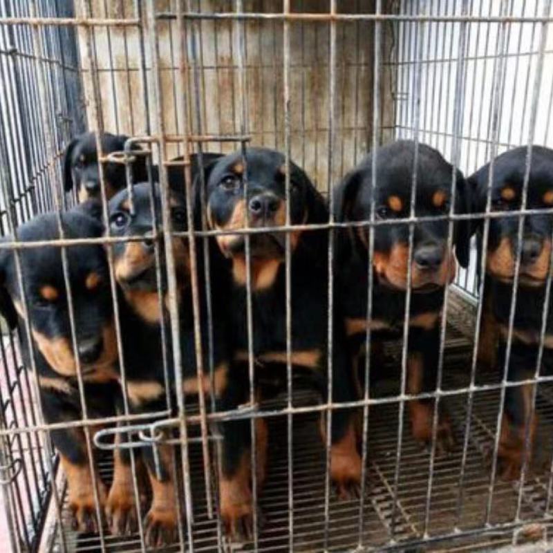 罗威纳幼犬罗威纳犬活体罗威纳犬幼犬德系罗威纳护卫犬大型犬