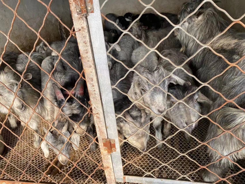 盐池滩羊品牌专卖店陈列展示图