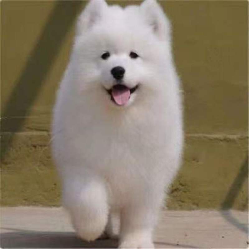 纯种萨摩耶幼犬活体熊版萨摩耶活体狗微笑天使萨摩耶宠物犬舍