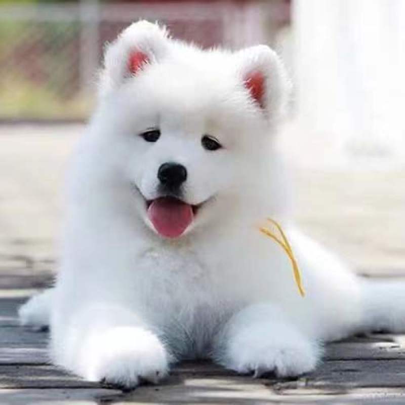 纯种萨摩耶幼犬活体熊版萨摩耶活体狗微笑天使萨摩耶宠物犬舍