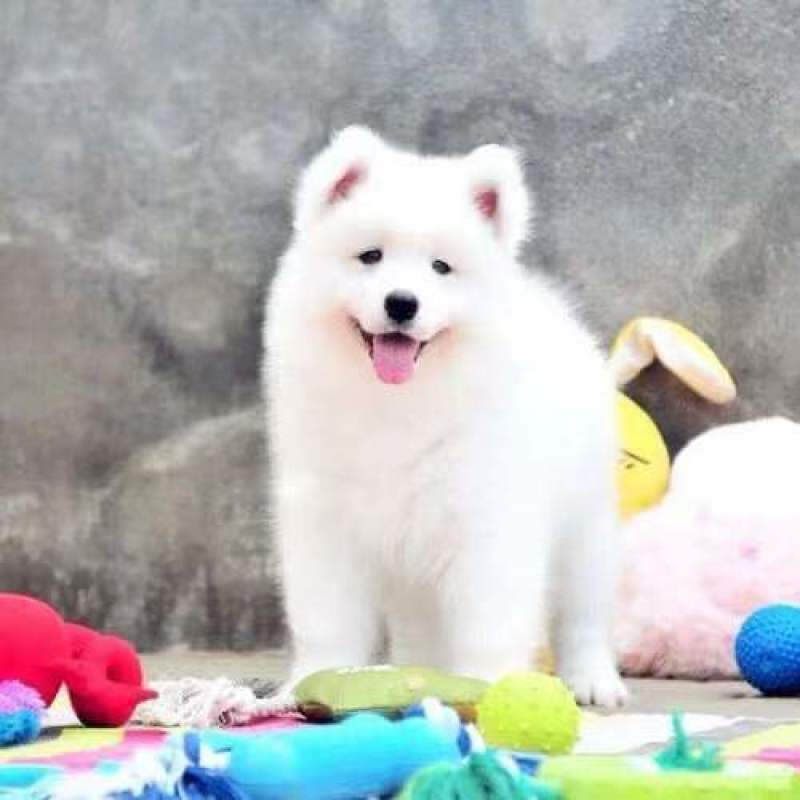 纯种萨摩耶幼犬活体熊版萨摩耶活体狗微笑天使萨摩耶宠物犬舍