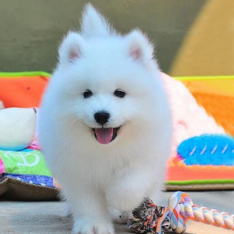 纯种萨摩耶幼犬活体熊版萨摩耶活体狗微笑天使萨摩耶宠物犬舍