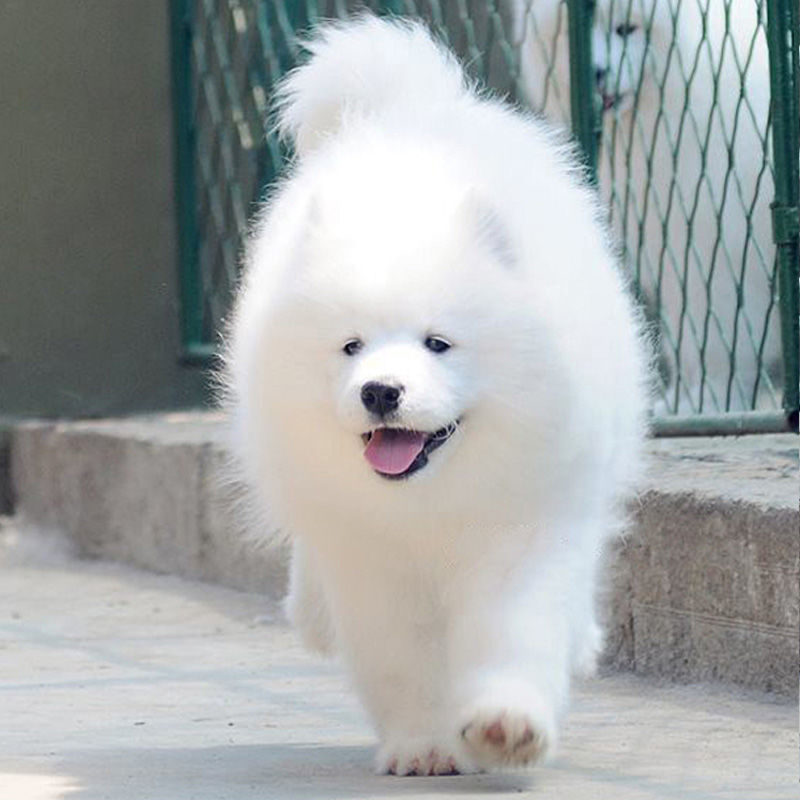 纯种萨摩耶幼犬活体熊版萨摩耶活体狗微笑天使萨摩耶宠物犬舍