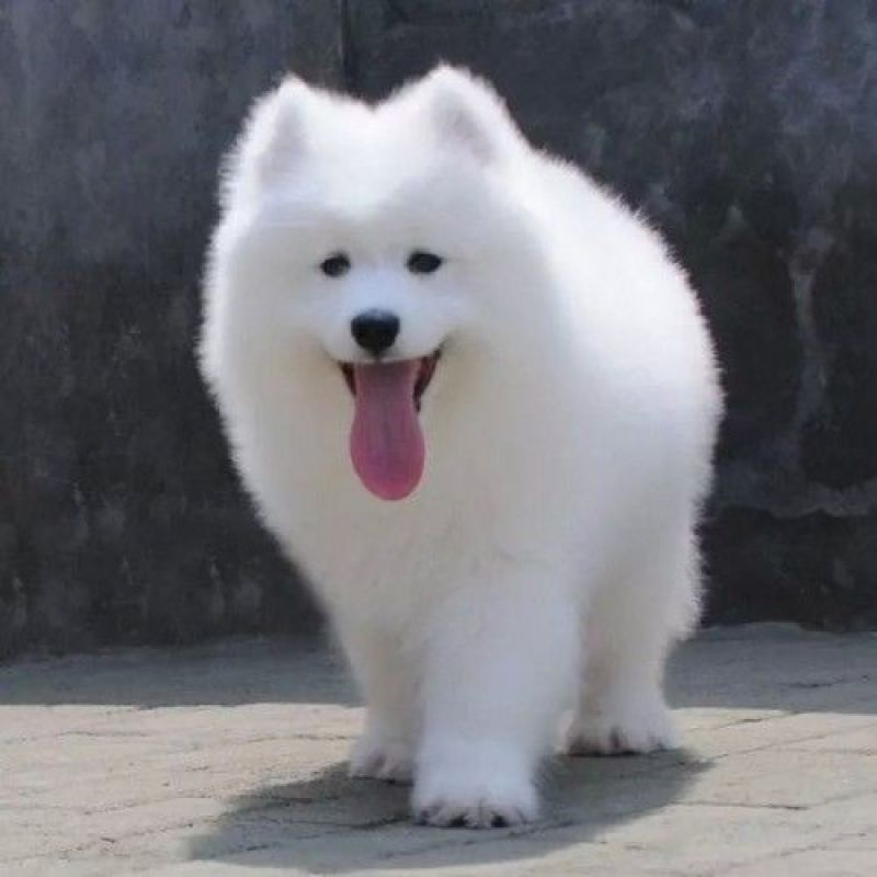 纯种萨摩耶幼犬活体熊版萨摩耶活体狗微笑天使萨摩耶宠物犬舍