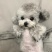 泰迪狗狗活体小型犬长不大宠物狗狗活物贵宾泰迪家养宠物纯种