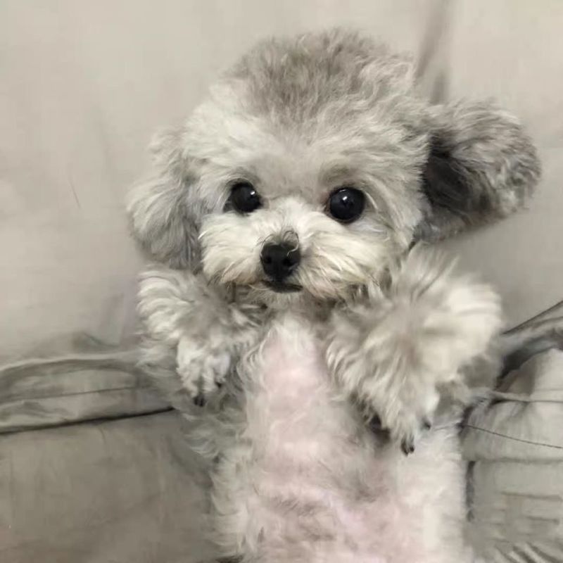 泰迪狗狗活体小型犬长不大宠物狗狗活物贵宾泰迪家养宠物纯种