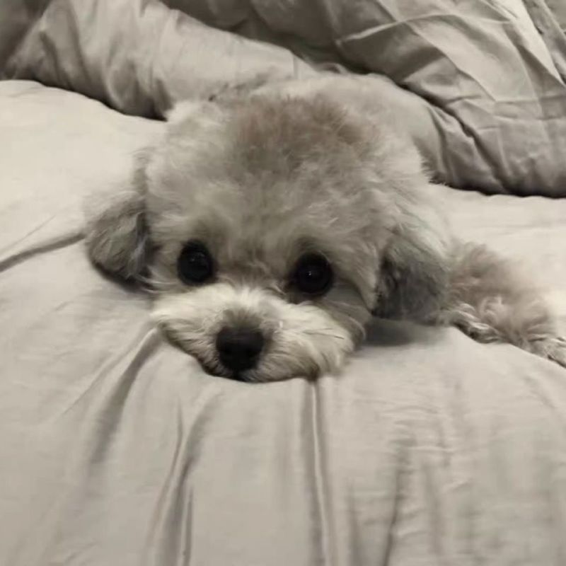 泰迪狗狗活体小型犬长不大宠物狗狗活物贵宾泰迪家养宠物纯种