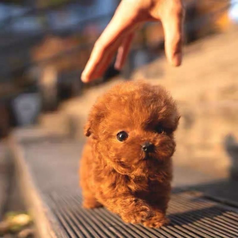 泰迪狗狗活体小型犬长不大宠物狗狗活物贵宾泰迪家养宠物纯种