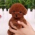 泰迪狗狗活体小型犬长不大宠物狗狗活物贵宾泰迪家养宠物纯种
