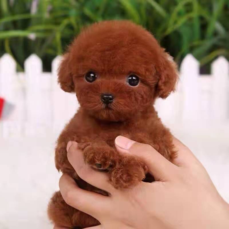 泰迪狗狗活体小型犬长不大宠物狗狗活物贵宾泰迪家养宠物纯种