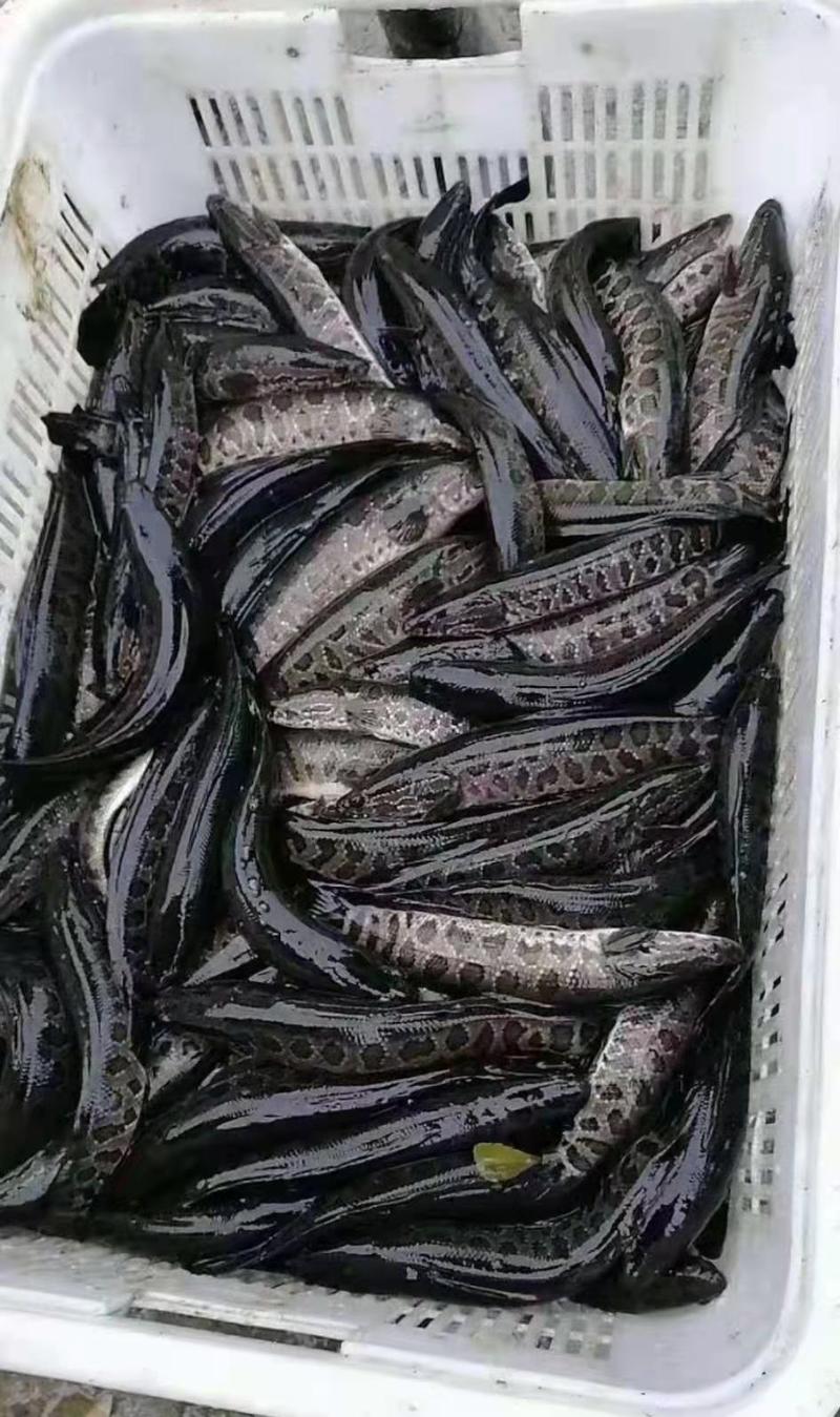 精品黑鱼生长速度快，抗病能力强，基地直供发货全国