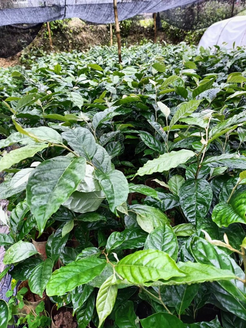 德甜二号羊奶果树苗纯甜羊奶果苗基地批发可盆栽庭院种植包邮