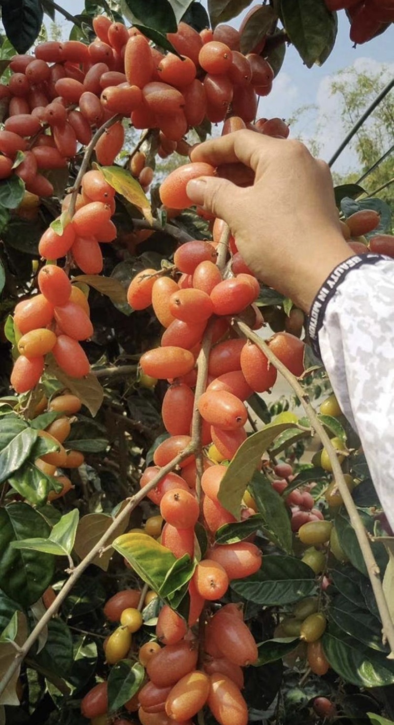 德甜二号羊奶果树苗纯甜羊奶果苗基地批发可盆栽庭院种植包邮