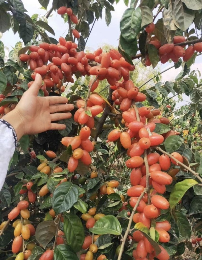 德甜二号羊奶果树苗纯甜羊奶果苗基地批发可盆栽庭院种植包邮