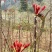 大量供应正宗红香椿芽，