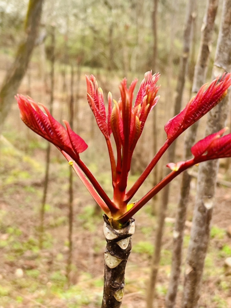 大量供应正宗红香椿芽，