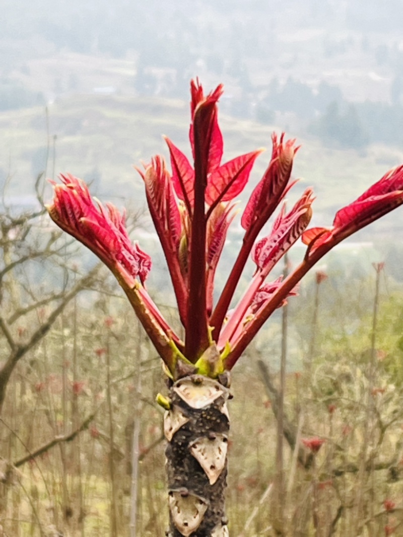 大量供应正宗红香椿芽，