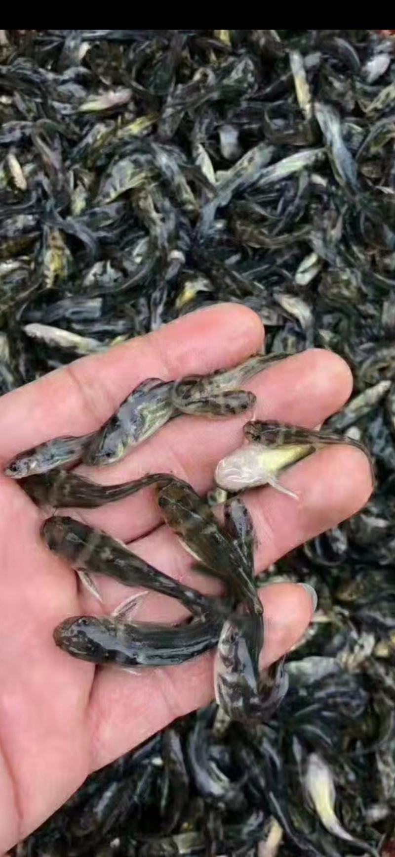 黄骨鱼苗一手货源全国发货保障成活率提供技术指导
