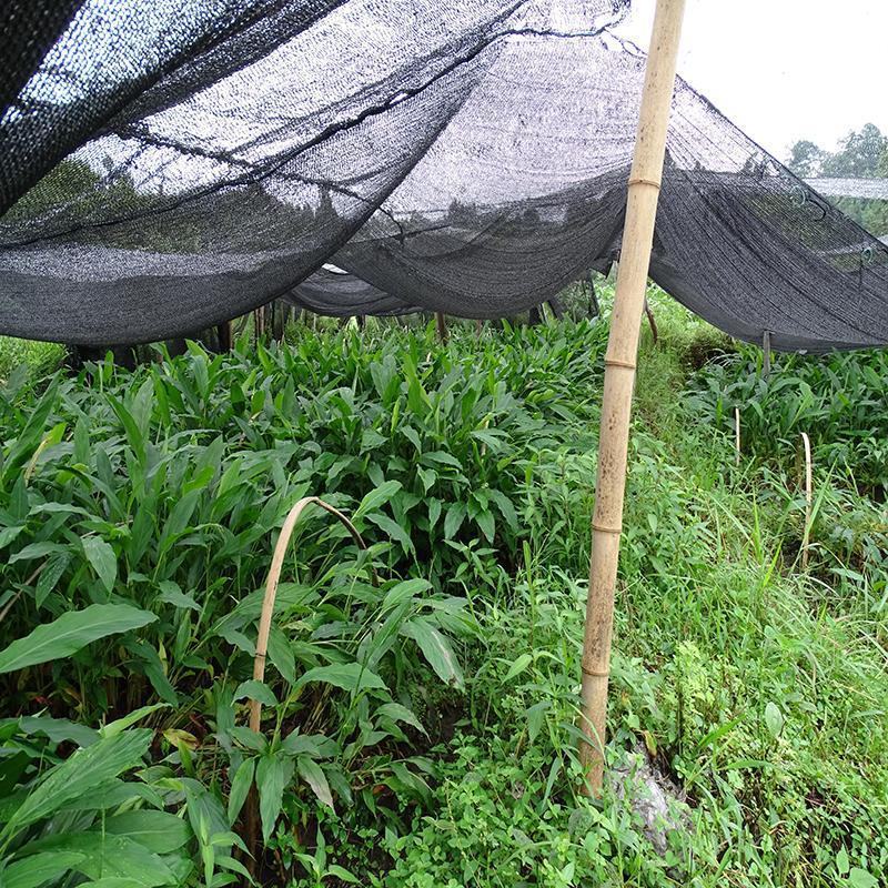 草果苗云南农家自种播种3年苗根好带土株高