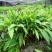 草果苗云南农家自种播种3年苗根好带土株高