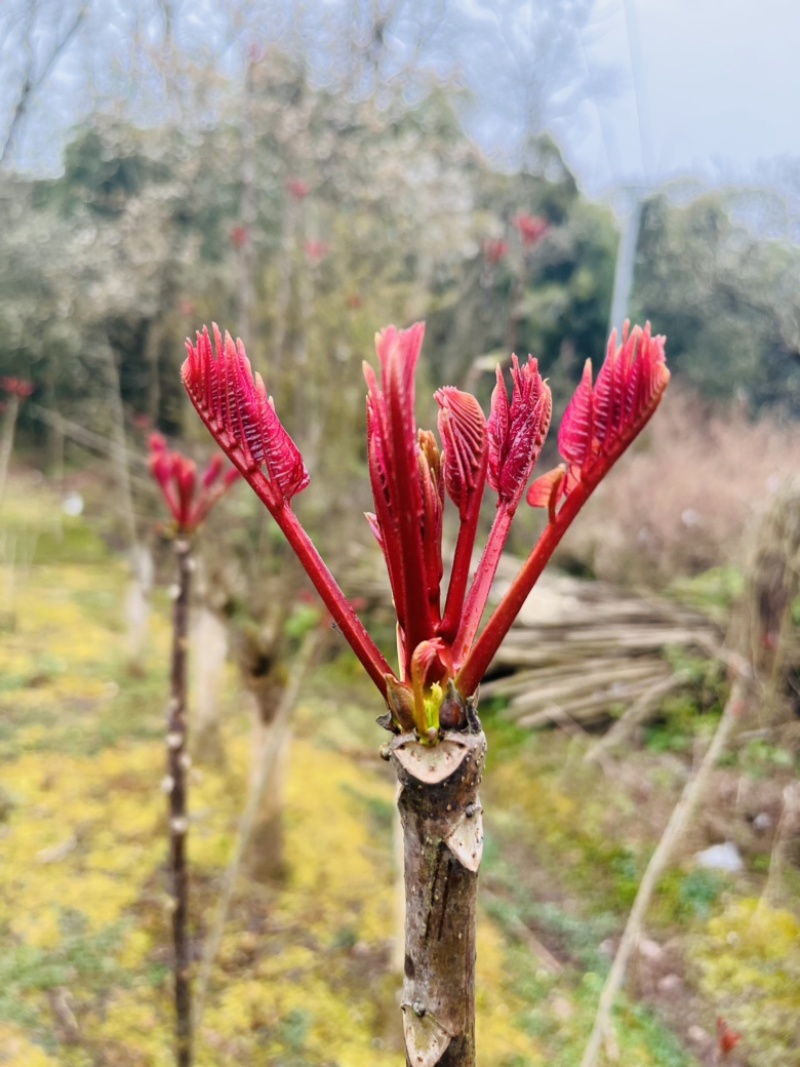 香椿芽健康蔬菜