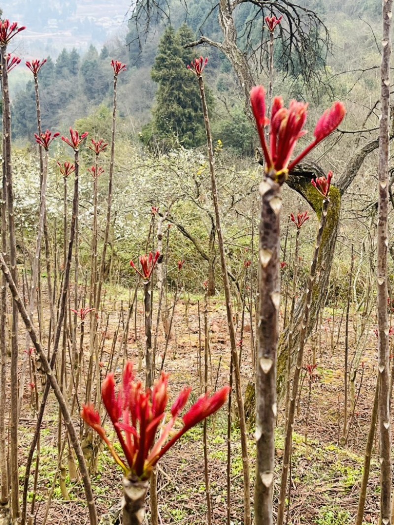 香椿芽健康蔬菜