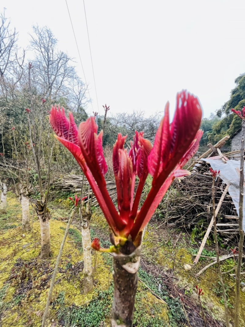香椿芽健康蔬菜