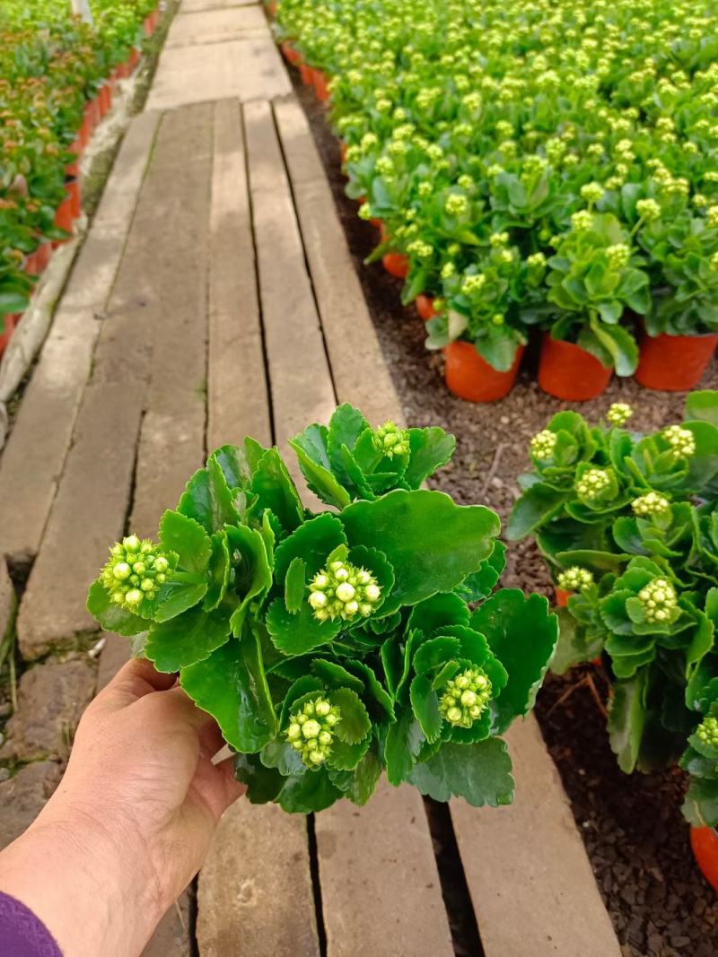 长寿花盆栽，租摆观赏花卉，花卉基地现货批发